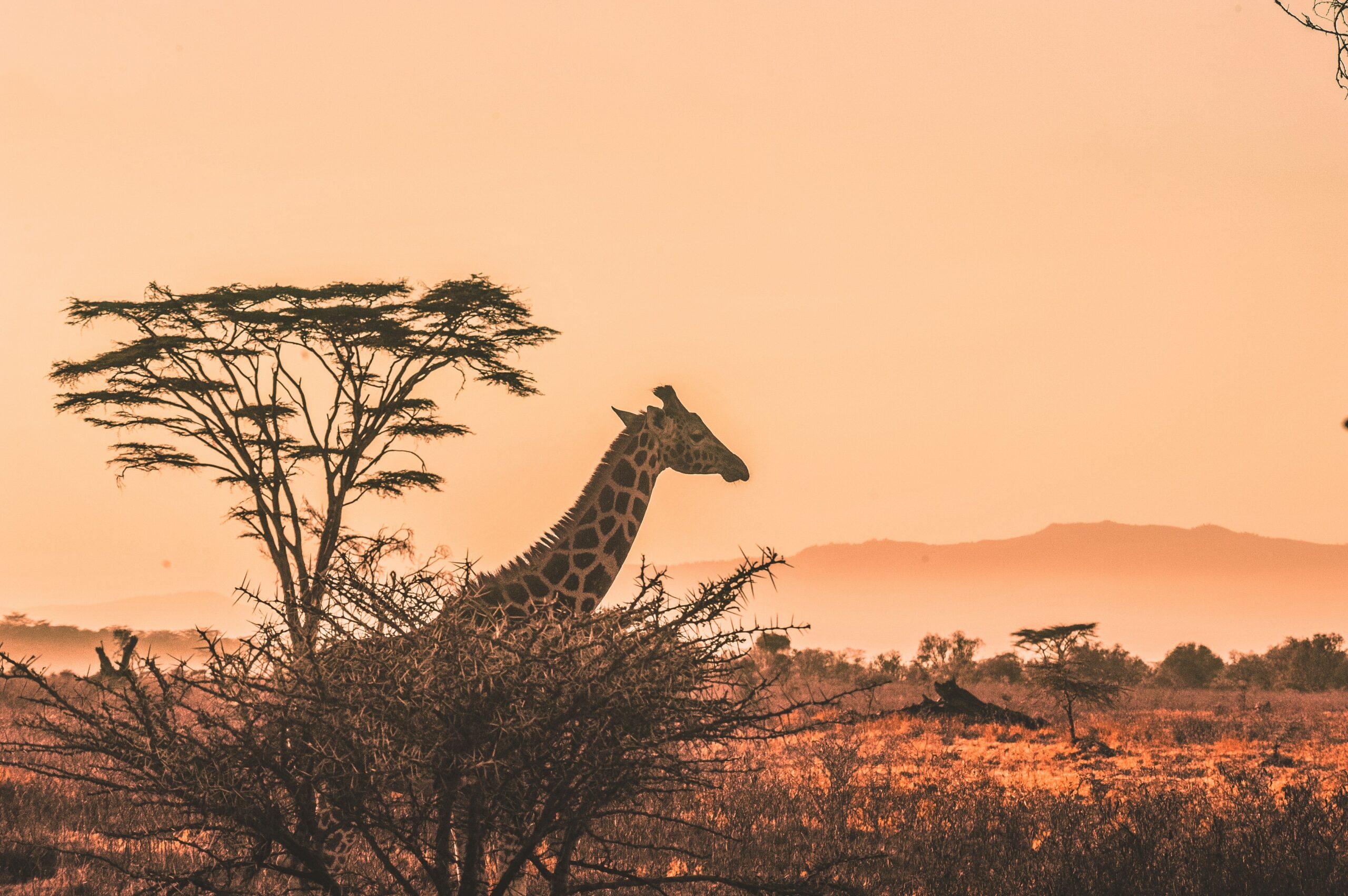 Afrika, der bunte Kontinent