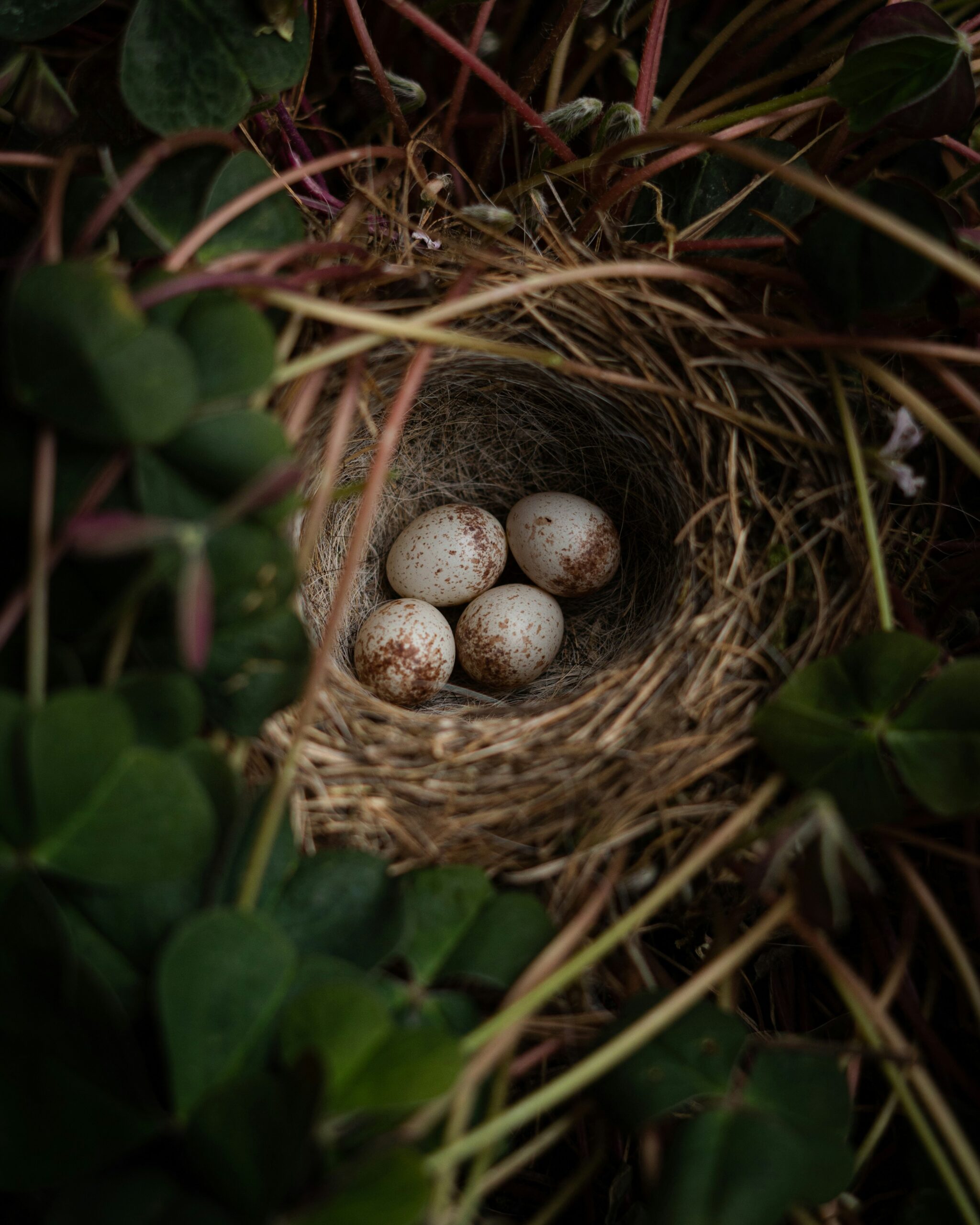 Fortpflanzung und Entwicklung der Vögel