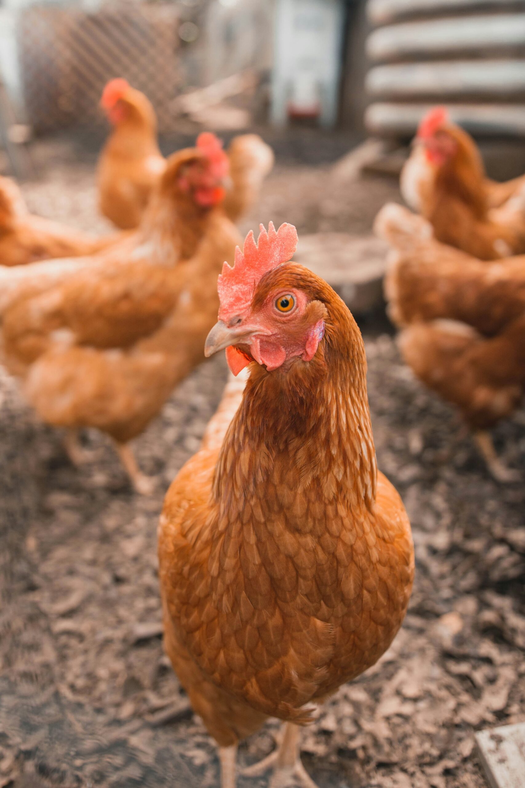 Tiere, Empathie & Eigene Entscheidungen
