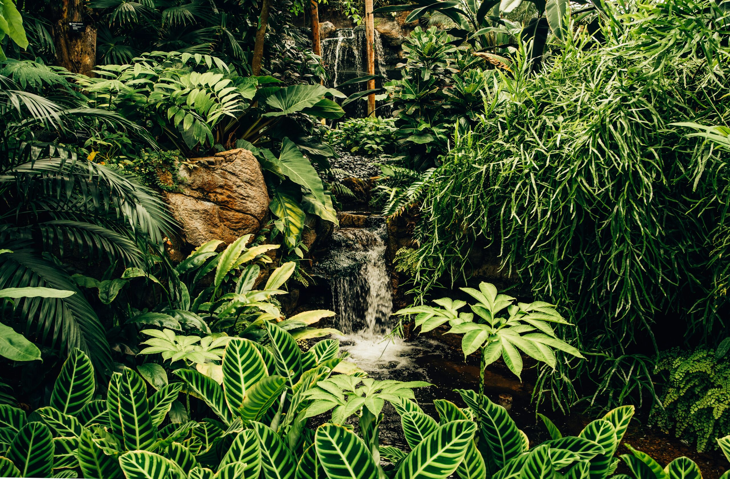Die Welt des Regenwaldes entdecken: Das Umweltbildungs-Curriculum der Rainforest Alliance